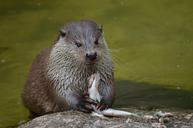 otter-feeding-eat-food-365371.jpg