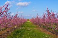 fields-flowers-flower-rosa-trees-1259109.jpg