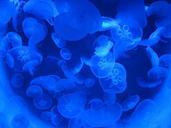 jellyfish-aquarium-blue-353843.jpg