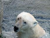 polar-bear-of-ursus-maritimus-190459.jpg