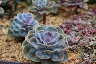 succulent-cactus-nature-plant-458741.jpg