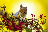 squirrel-outdoor-wallpaper-tree-314464.jpg