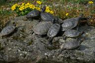 turtles-red-eared-slider-reptile-1305880.jpg