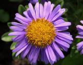 purple-aster-purple-flower-aster-1493653.jpg