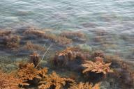 seaweed-aquatic-plants-sea-1028730.jpg