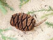 sequoia-sequoia-cones-tap-plant-16446.jpg