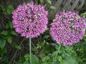 jewelry-lady-leek-alium-onion-plant-288927.jpg