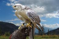 bird-raptor-portrait-fly-nature-948560.jpg