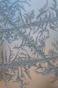 frost-patterns-flower-ice-979757.jpg