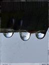 rain-drops-reflection-macro-nature-467530.jpg