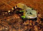 lizard-reptile-scale-terrarium-357182.jpg