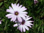 daisy-painted-daisy-black-eyed-susan-894180.jpg