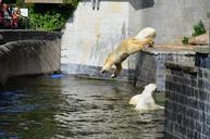 polar-bear-jump-pike-jump-water-359259.jpg