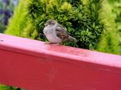 sparrow-bird-balcony-354534.jpg