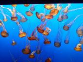 jellyfish-aquarium-monterey-ocean-1174534.jpg