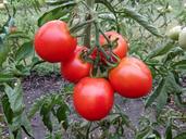 tomatoes-garden-crop-1600474.jpg