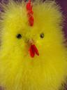 easter-chicks-chicken-hahn-cute-631677.jpg