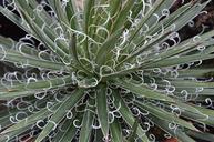 succulents-plant-leaves-desert-257249.jpg