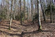 forest-trees-autumn-forest-652790.jpg