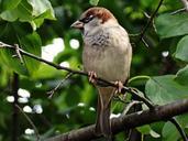 sparrow-bird-close-feather-plumage-465964.jpg