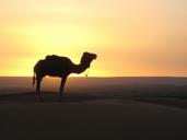 desert-camel-morocco-242486.jpg