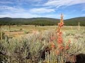 wildflowers-high-desert-wilderness-99738.jpg