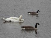 geese-canada-geese-goose-205626.jpg