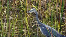 heron-grey-heron-bird-hunter-fish-941715.jpg