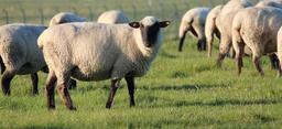 sheep-flock-of-sheep-animals-wool-530455.jpg