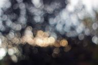 bokeh-lights-blurred-background-792083.jpg