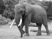 elephant-black-and-white-1436320.jpg