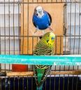 parrots-birds-couple-parrot-cage-748788.jpg