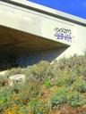 California poppies under a freeway underpass.jpg