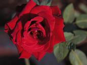 red-rose-flower-nature-1604169.jpg