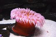 anemone-aquarium-animal-pink-388755.jpg