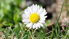 geese-flower-daisy-white-flower-696254.jpg