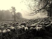 flock-dark-sheep-animals-trees-1708503.jpg