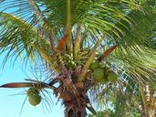 coconut-tree-coco-green-beach-732803.jpg