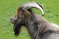 billy-goat-goat-buck-portrait-horns-330955.jpg