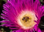 bee-pollen-pigface-flowers-bloom-592755.jpg