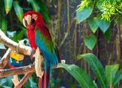 parrots-bird-animal-macaw-948767.jpg