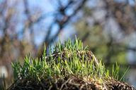 grass-rush-grow-nature-halme-623193.jpg