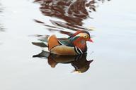 mirror-ducks-water-bird-swim-pond-633747.jpg