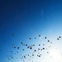 flock-birds-swarm-several-animal-801787.jpg