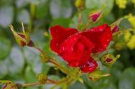 red-rose-rose-blossom-bloom-845886.jpg