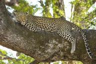 leopard-wildcat-big-cat-safari-518210.jpg