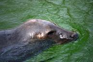 seal-howler-robbe-swim-nature-207378.jpg