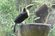 toucan-bird-costa-rica-642703.jpg