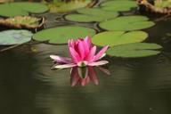 water-lilies-pond-zen-1025525.jpg