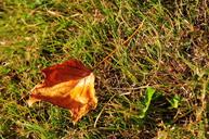 autumn-defoliation-grassland-1411662.jpg